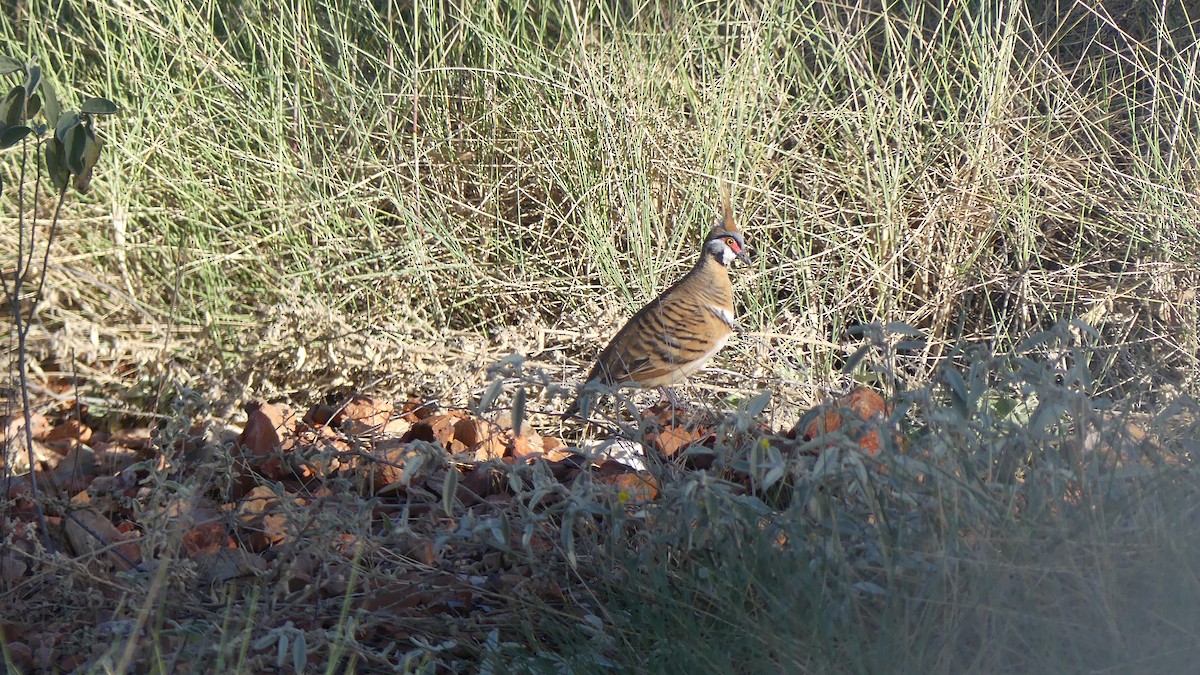 Spinifex Pigeon - ML605882171