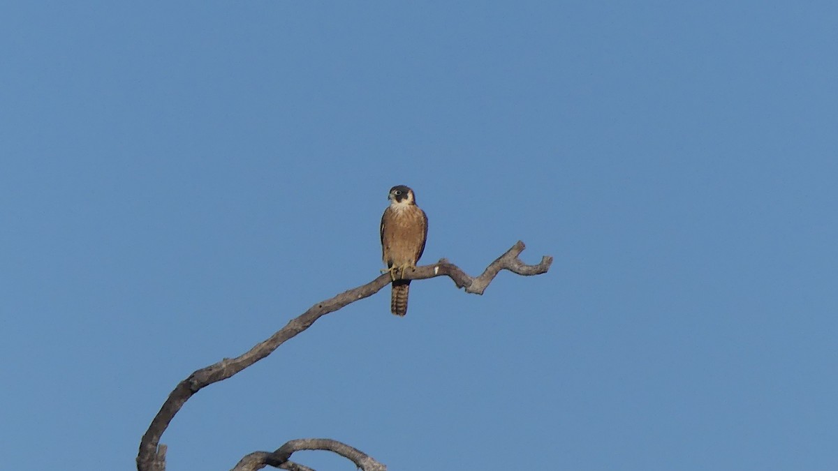 Alcotán Australiano - ML605882461