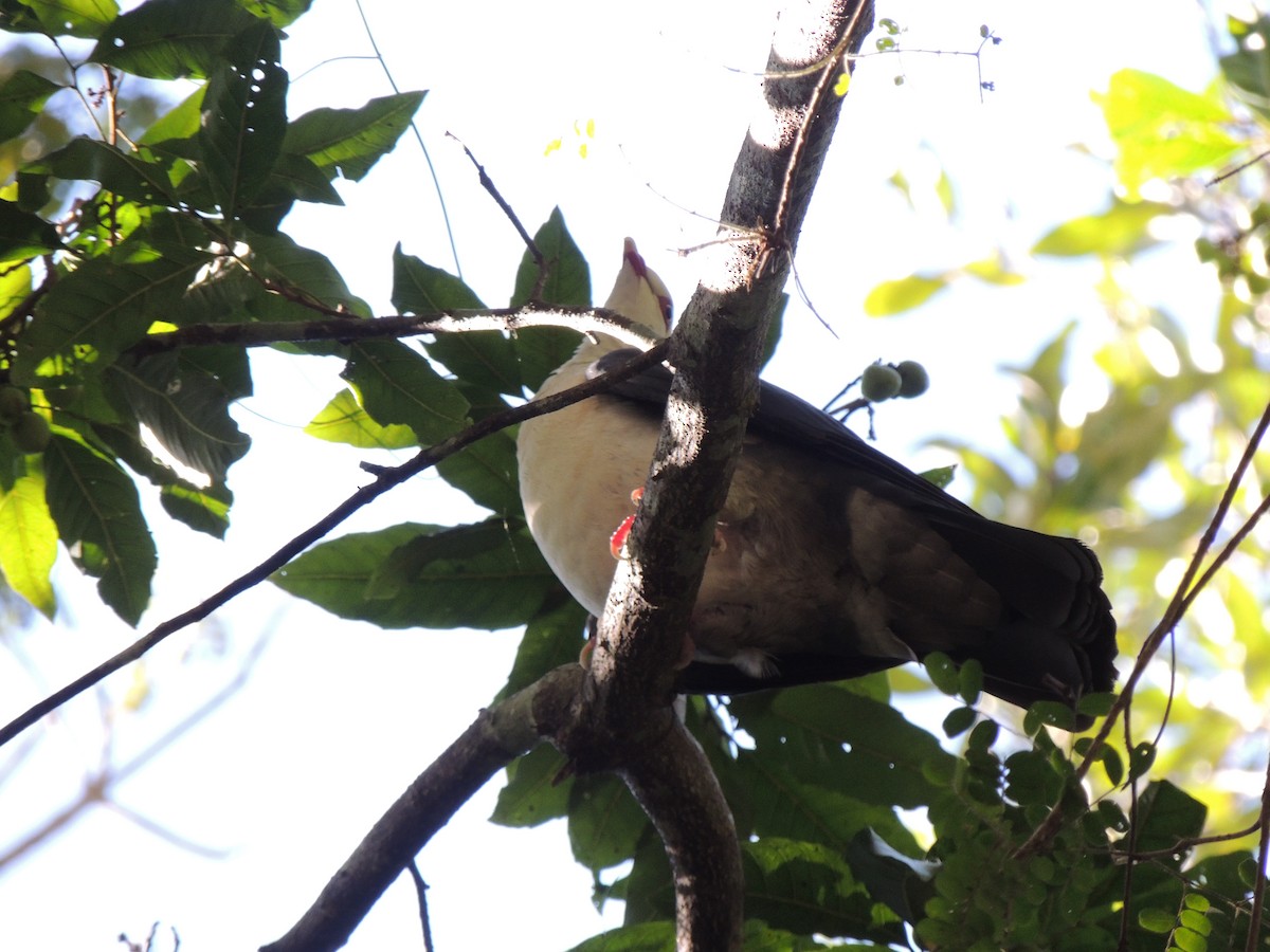 White-headed Pigeon - ML605882801