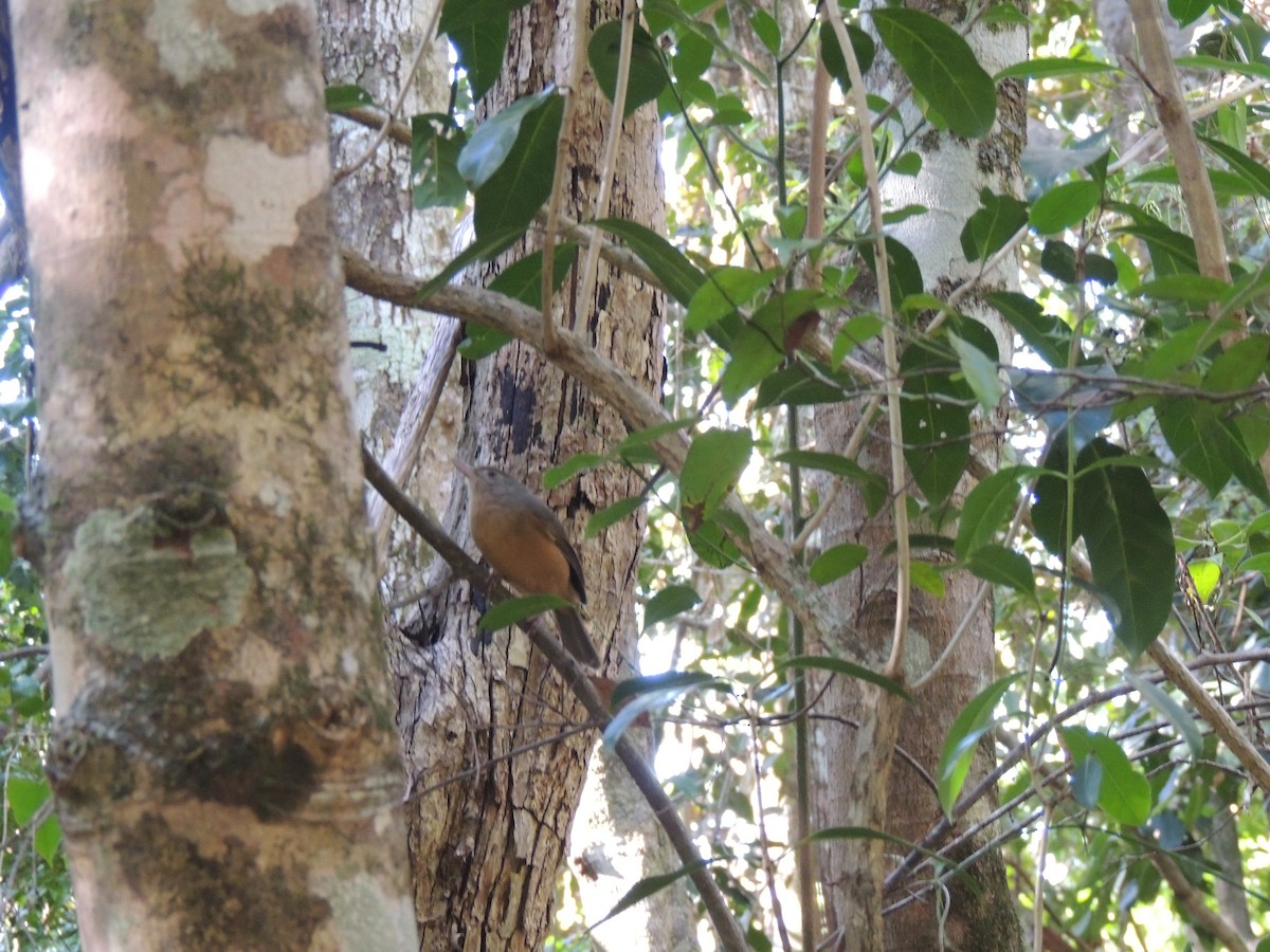Rufous Shrikethrush - ML605882851