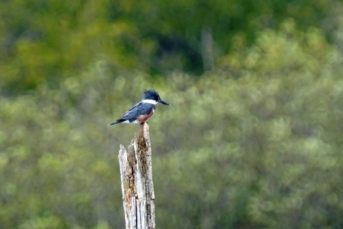 Belted Kingfisher - ML605882881