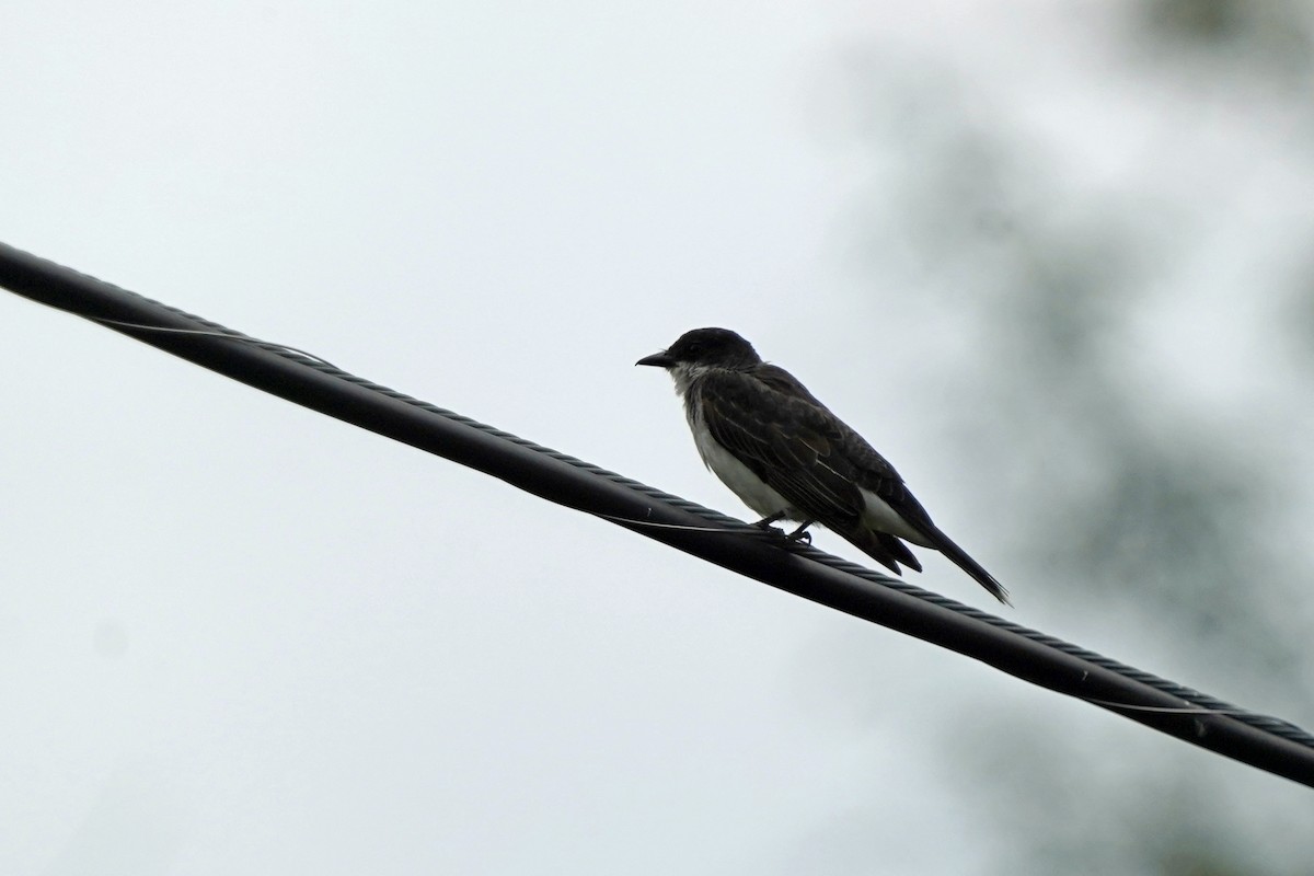 Eastern Kingbird - ML605882941