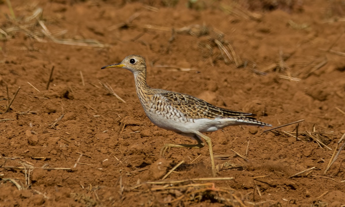 Upland Sandpiper - Matt Ratcliffe