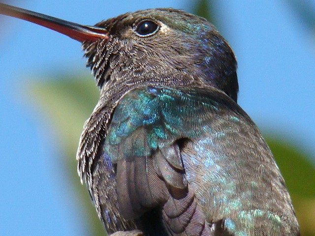 kolibřík safírový - ML605884111