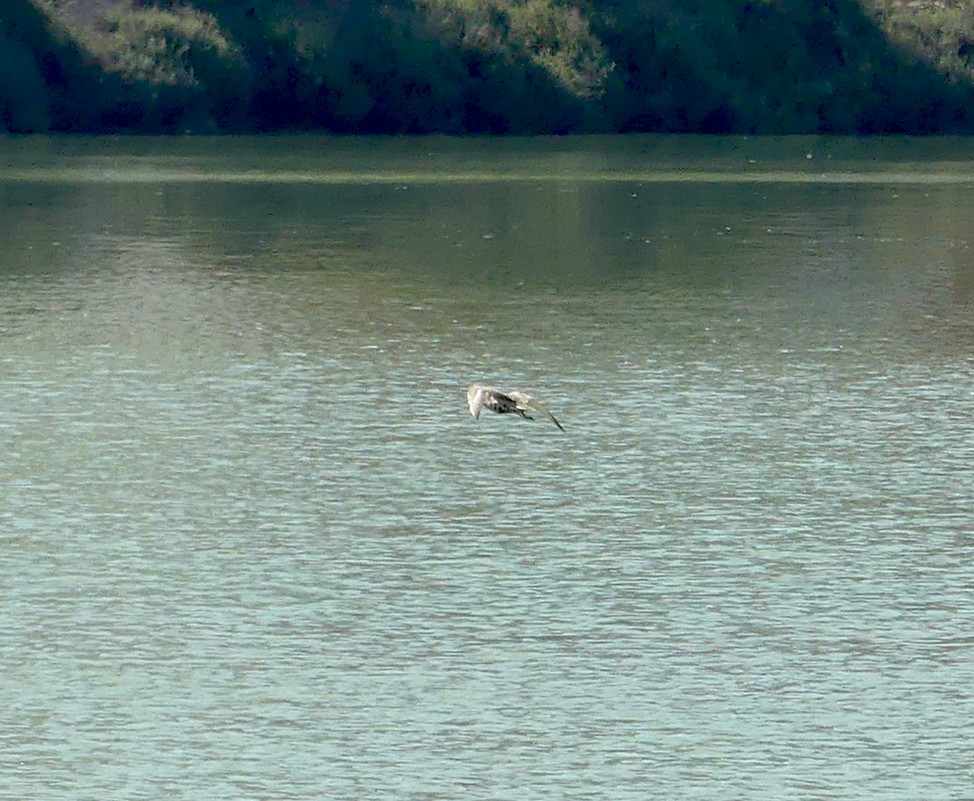 Pacific Golden-Plover - Jose M. Criado