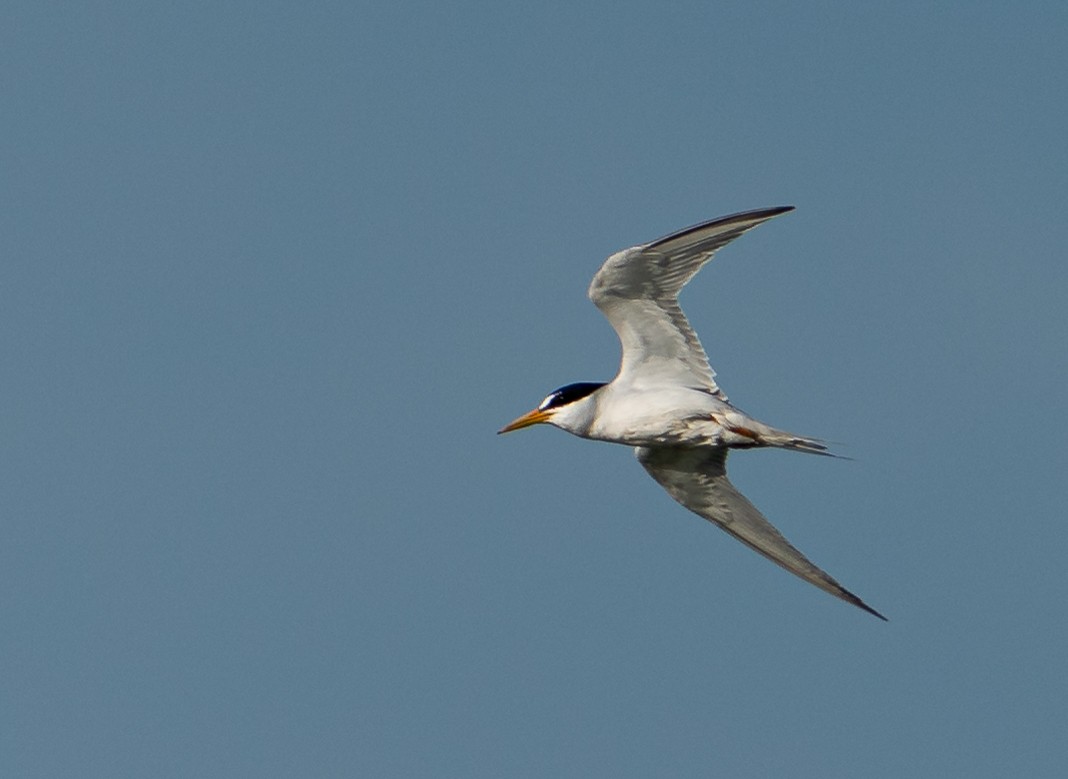 Least Tern - ML605884391