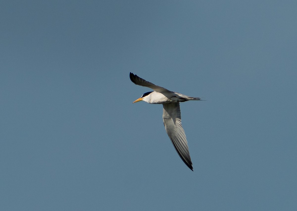 Least Tern - ML605884401