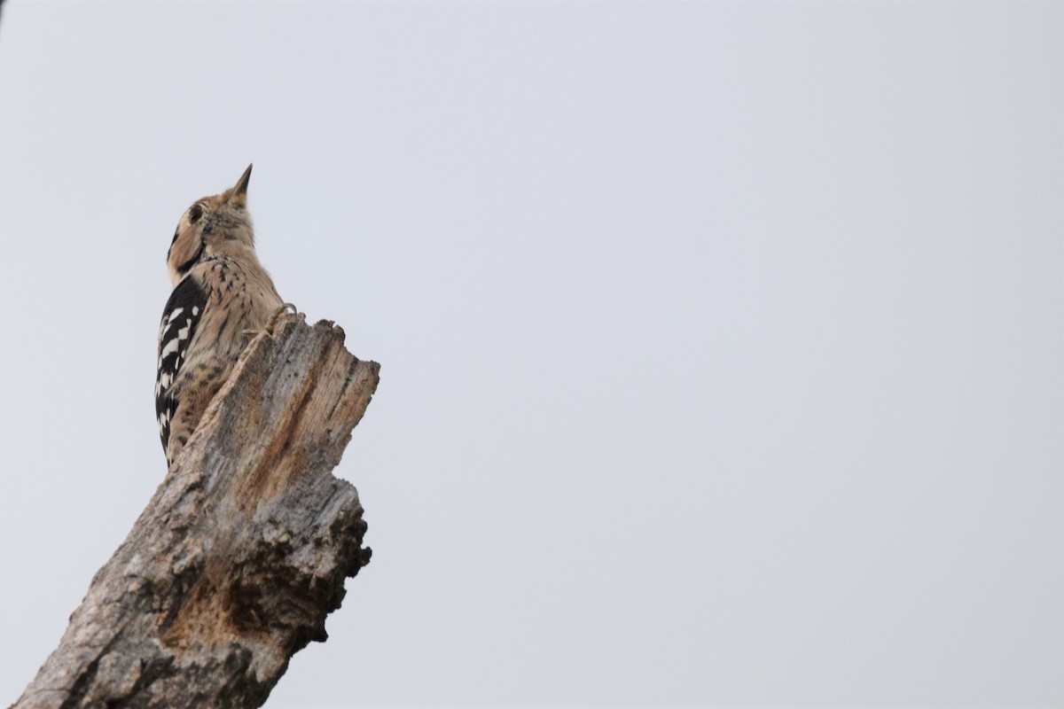 Lesser Spotted Woodpecker - ML605884781