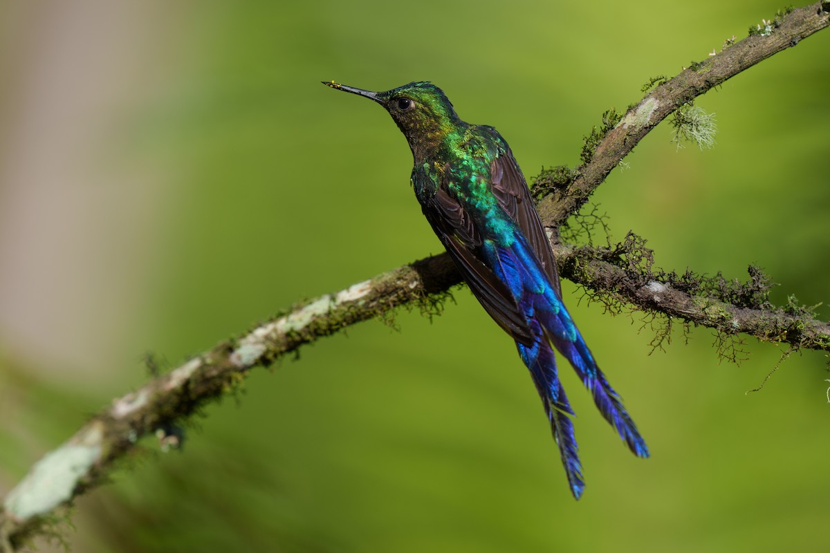 Violet-tailed Sylph - Jeff Hapeman