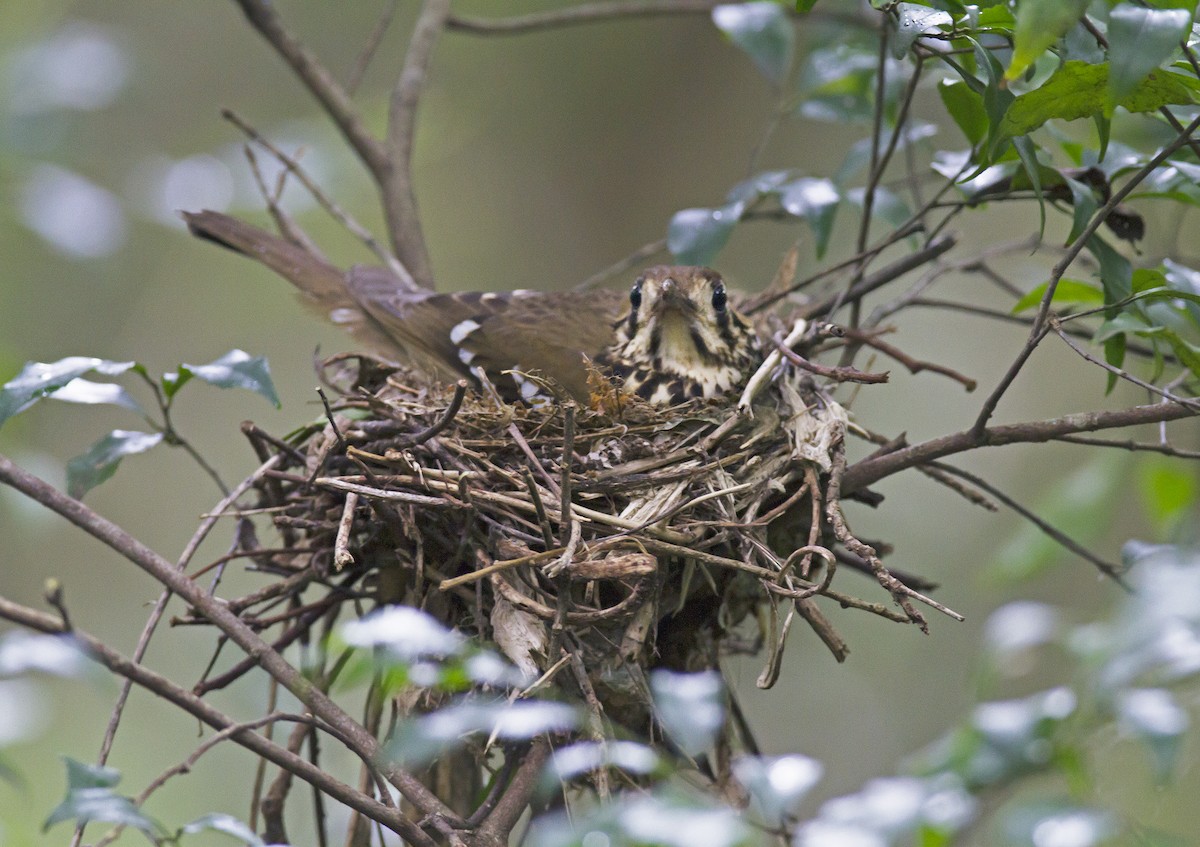Spotted Ground-Thrush - ML605886091