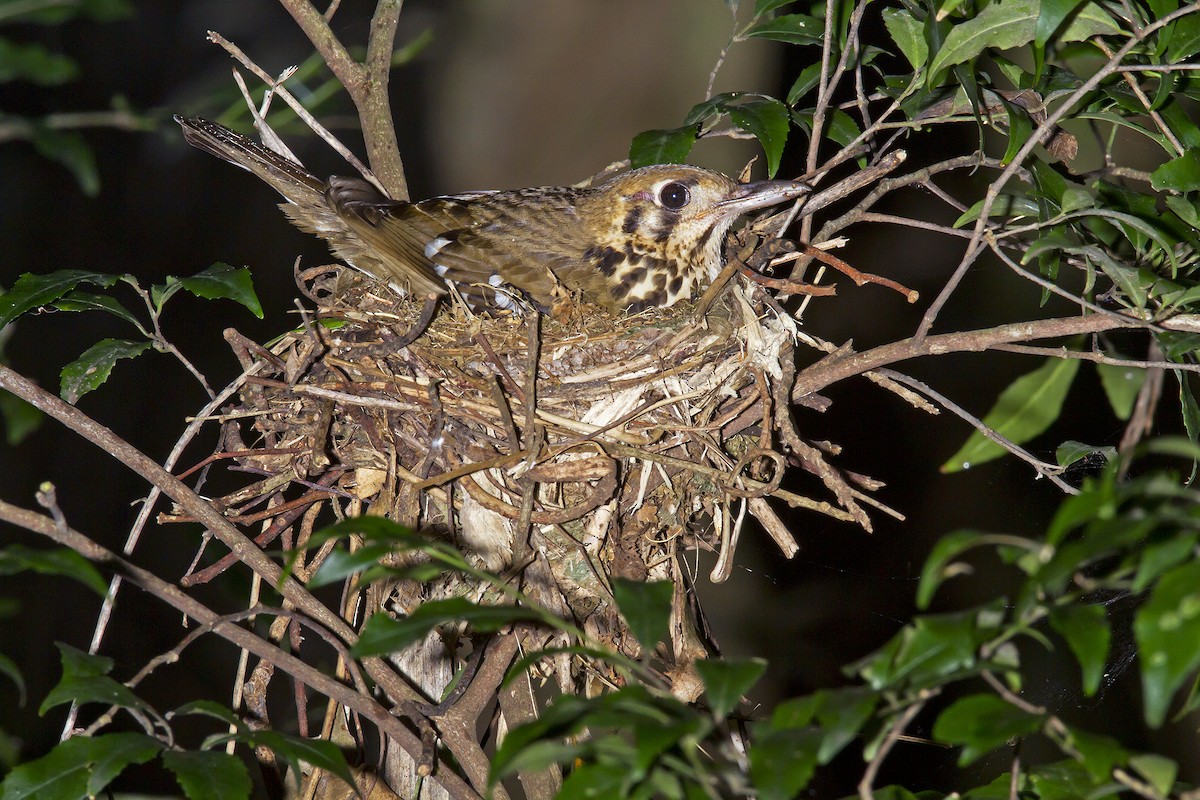 Spotted Ground-Thrush - ML605886101