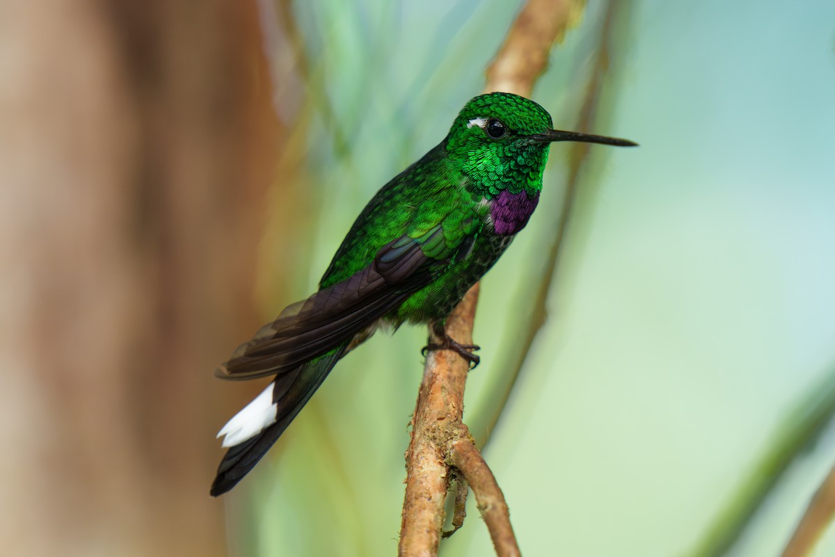 Purple-bibbed Whitetip - Jeff Hapeman