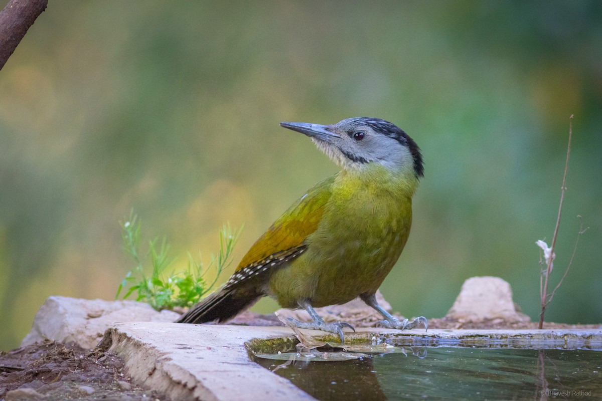 Küçük Yeşil Ağaçkakan - ML605886571