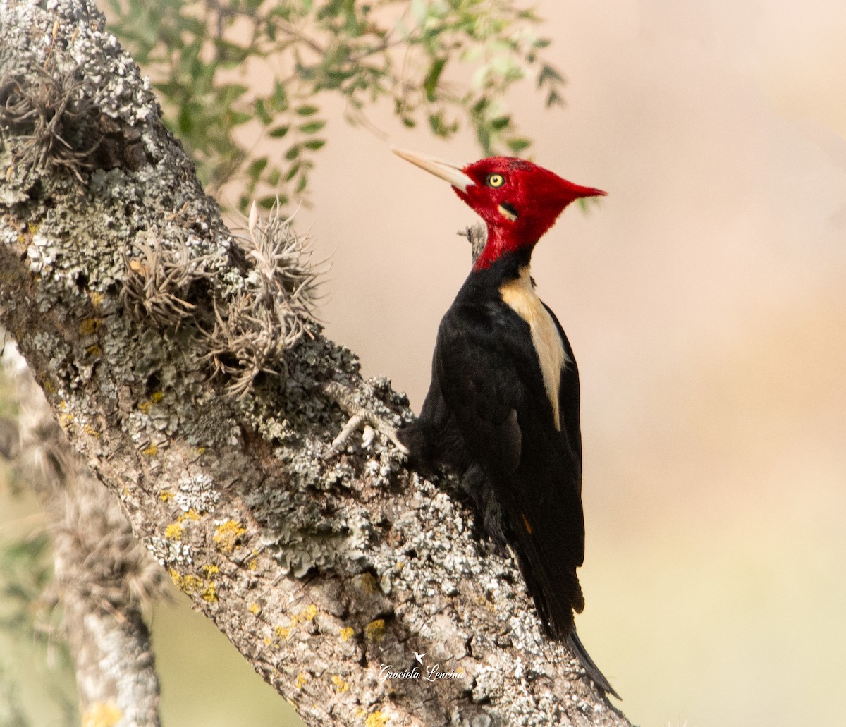 Cream-backed Woodpecker - ML605886891