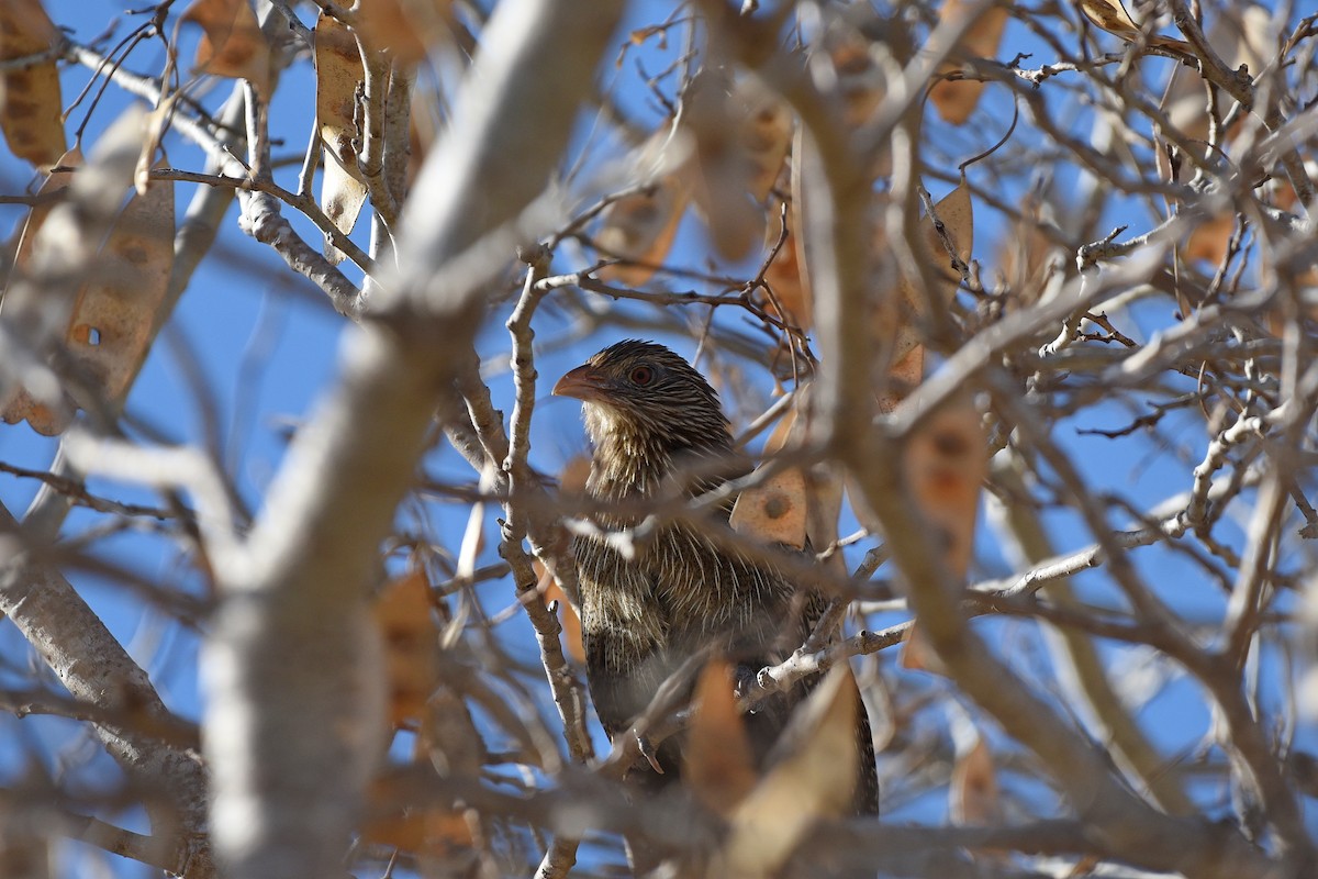 Pheasant Coucal - ML605887201