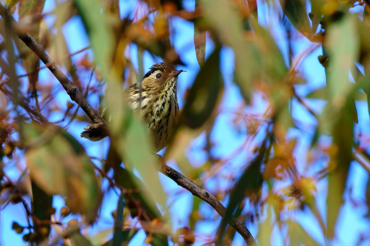 Speckled Warbler - James Churches