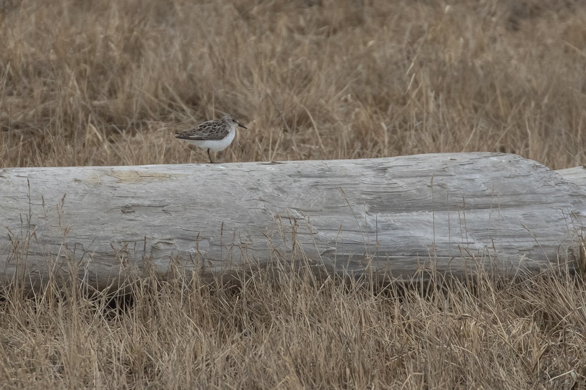 Semipalmated Sandpiper - ML605888081