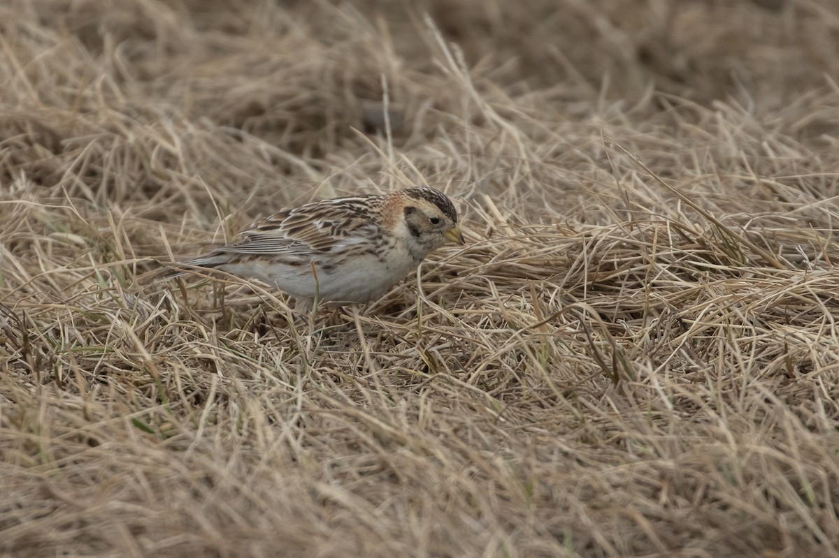 Lapland Longspur - ML605888131