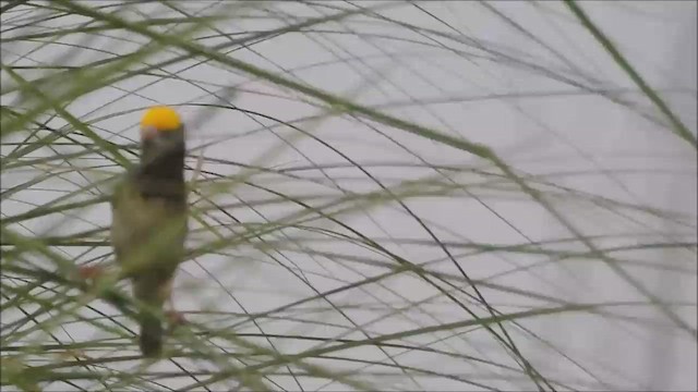 Black-breasted Weaver - ML605888211