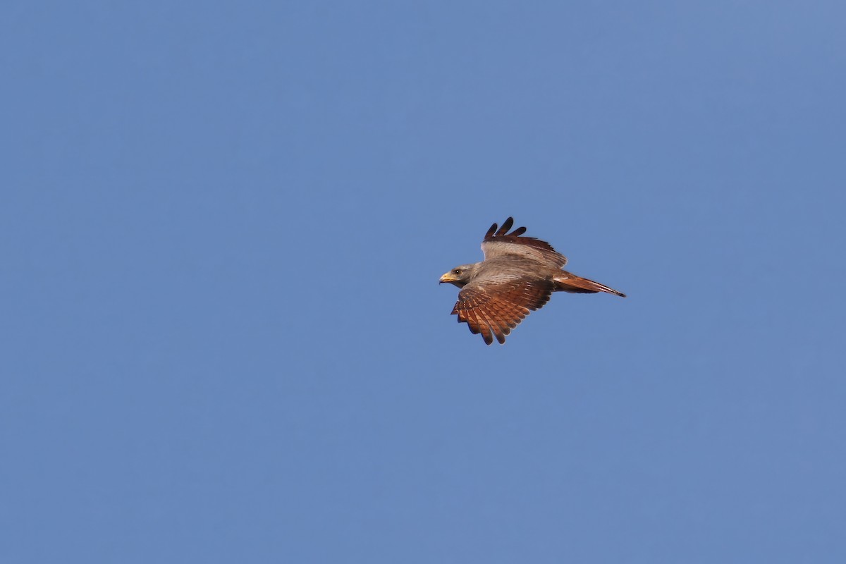 Rufous-winged Buzzard - Jens Toettrup