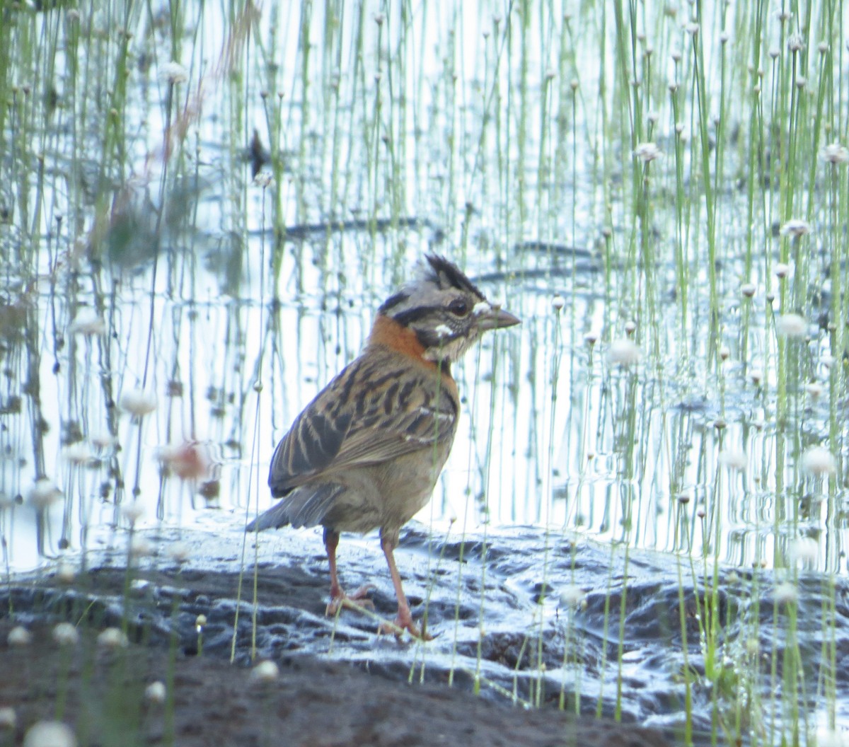 Rufous-collared Sparrow - Fernanda Freitas