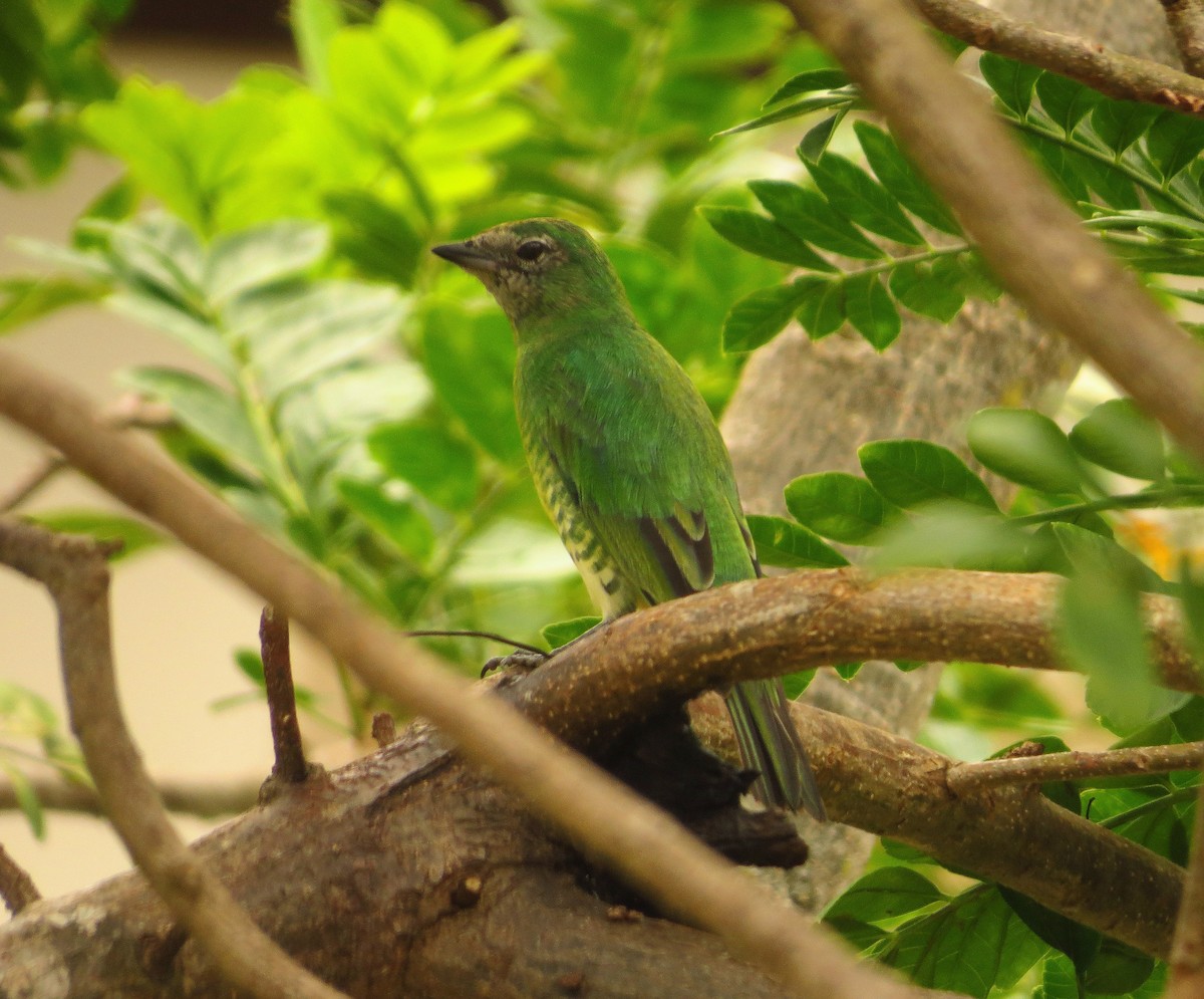 Swallow Tanager - Fernanda Freitas