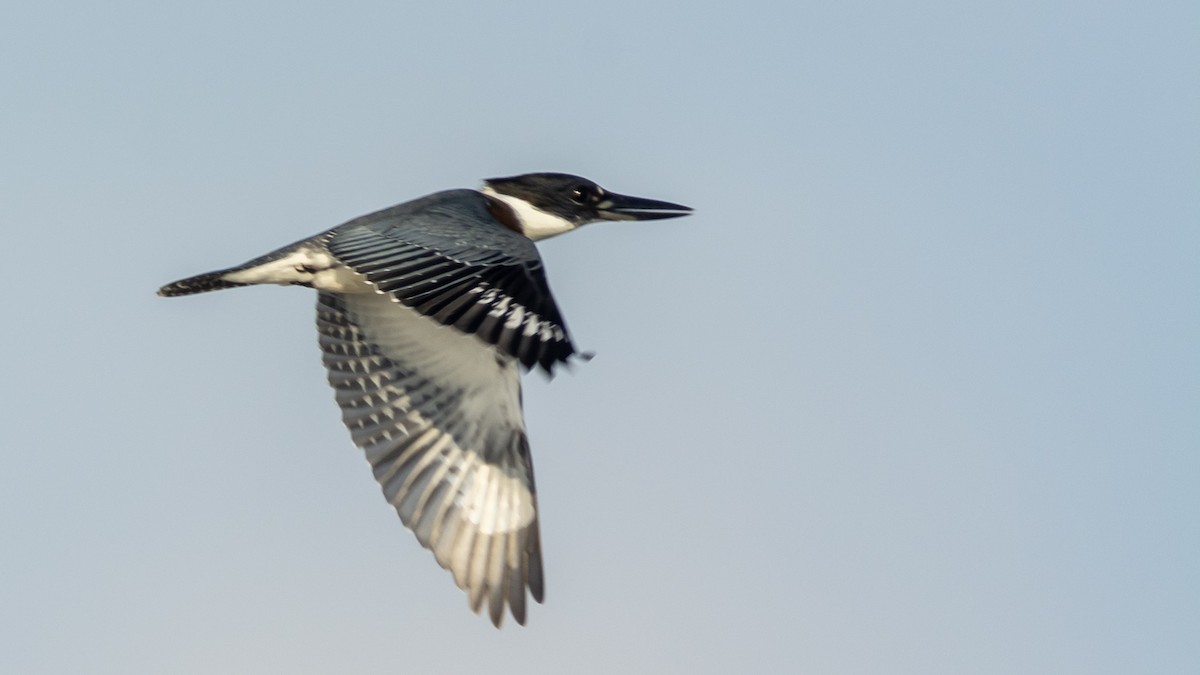 Belted Kingfisher - Jean-Sébastien Guénette