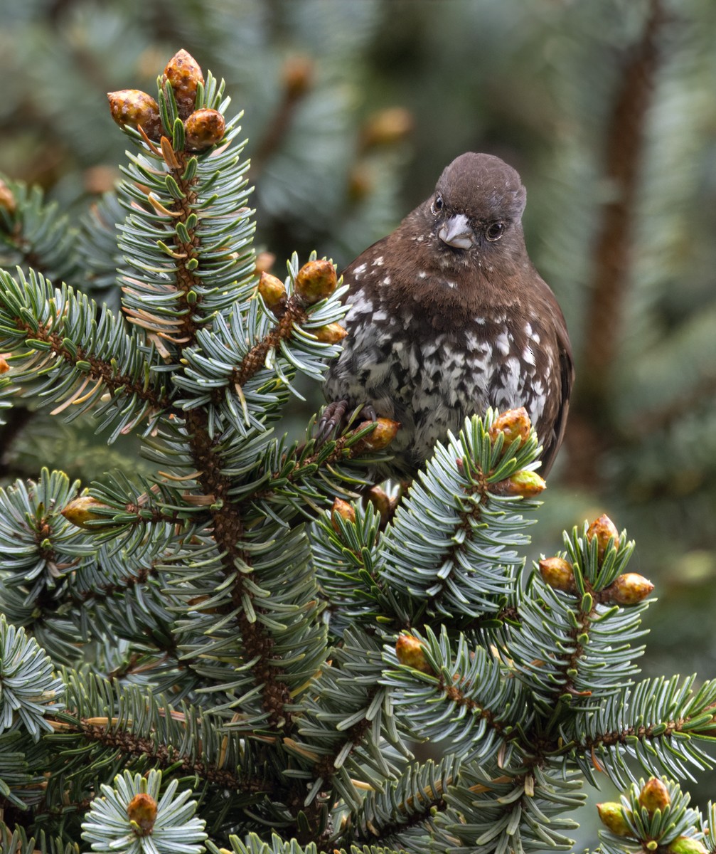 Fox Sparrow (Sooty) - Lars Petersson | My World of Bird Photography