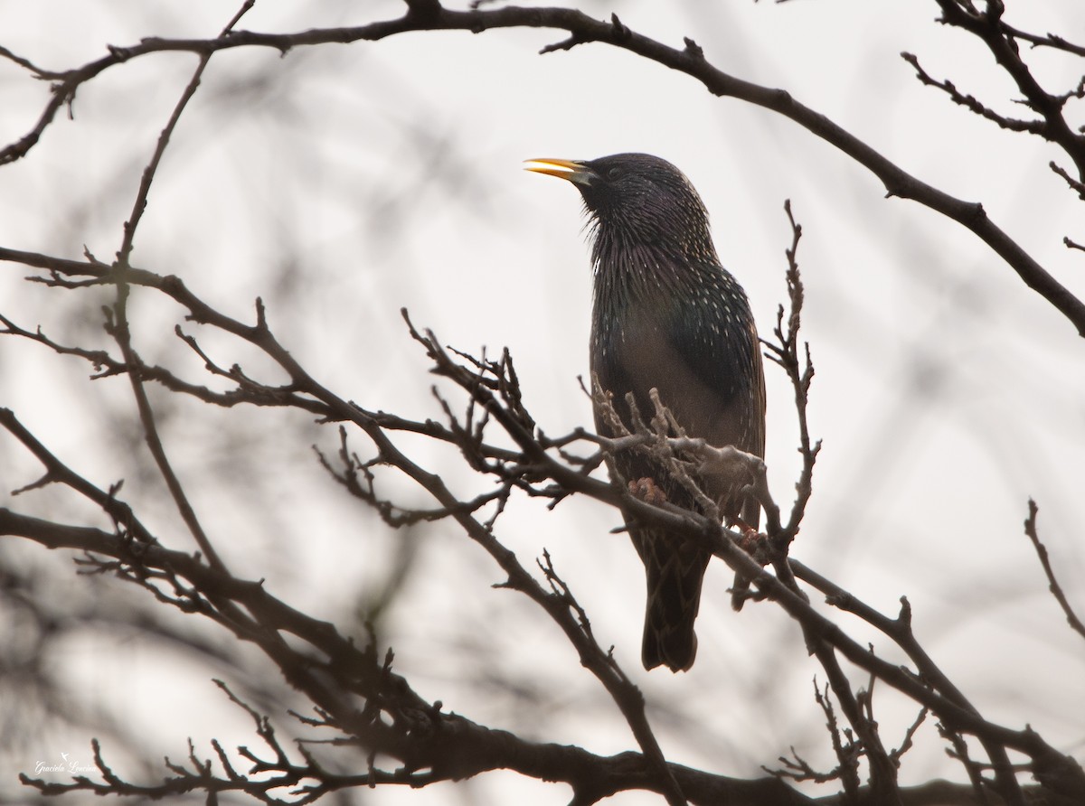 European Starling - ML605890291