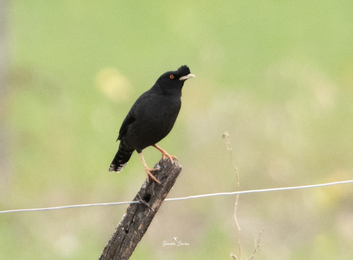 Crested Myna - ML605890321