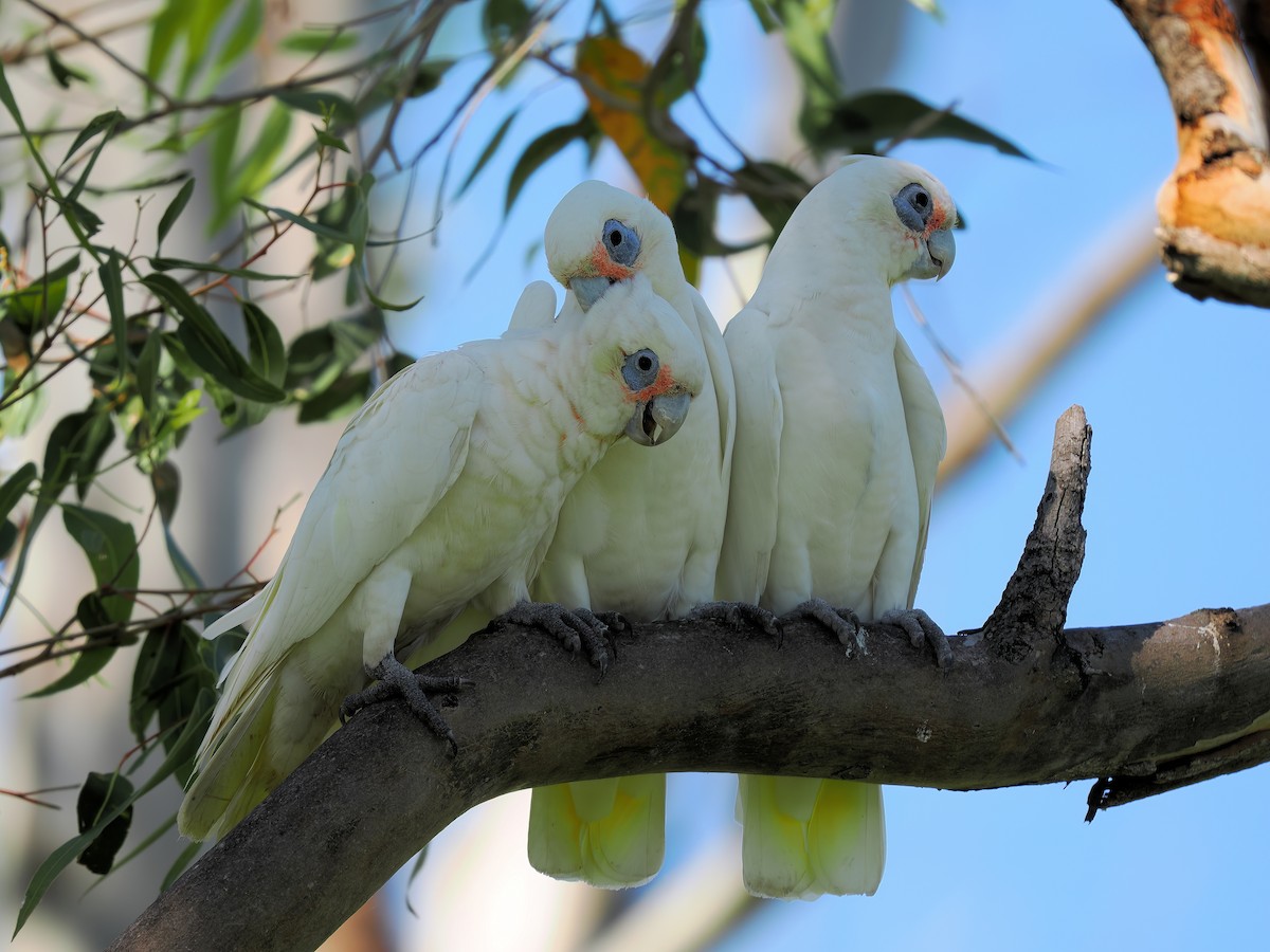 Cacatoès corella - ML605890521