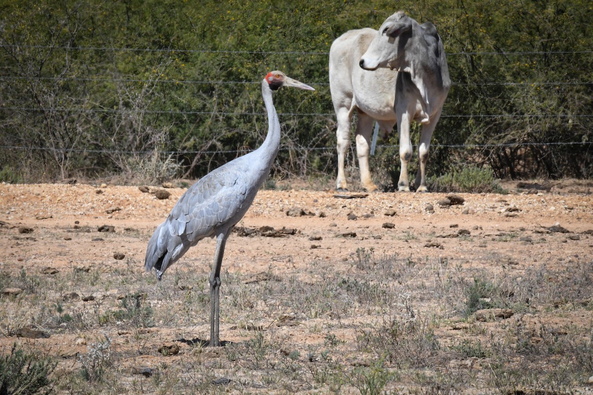 Brolga - ML605891451