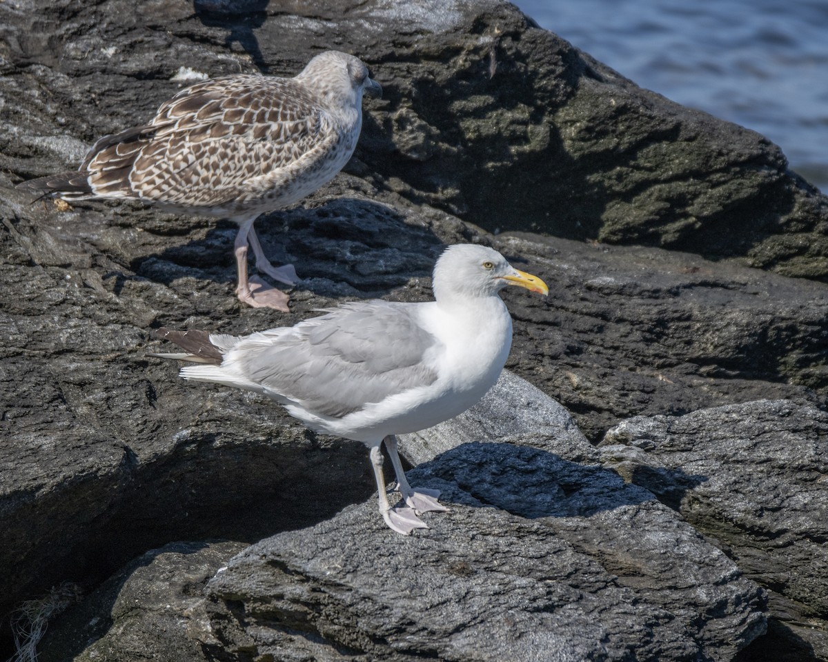 Herring Gull (American) - Joel Brown