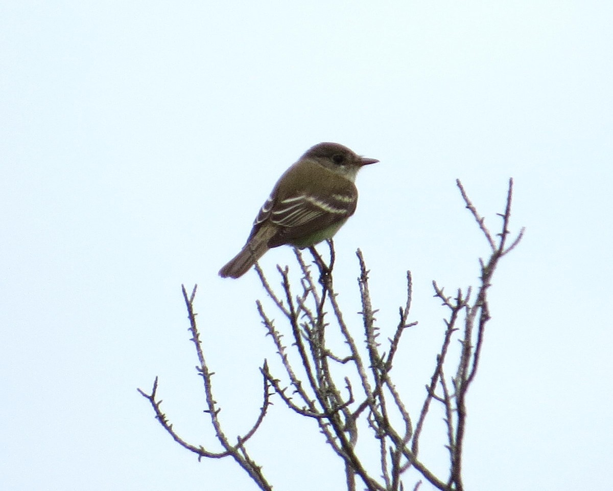 Willow Flycatcher - ML60589191