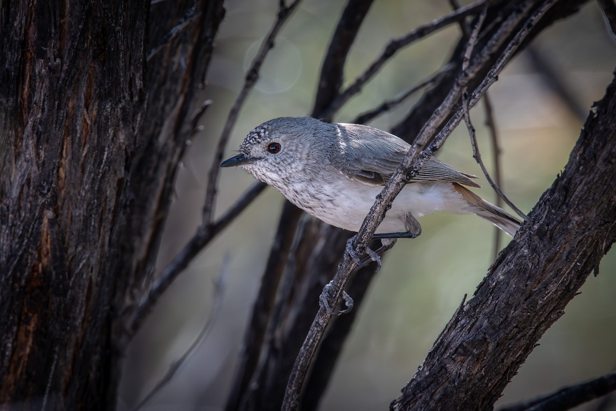 Inland Thornbill - Trevor Evans