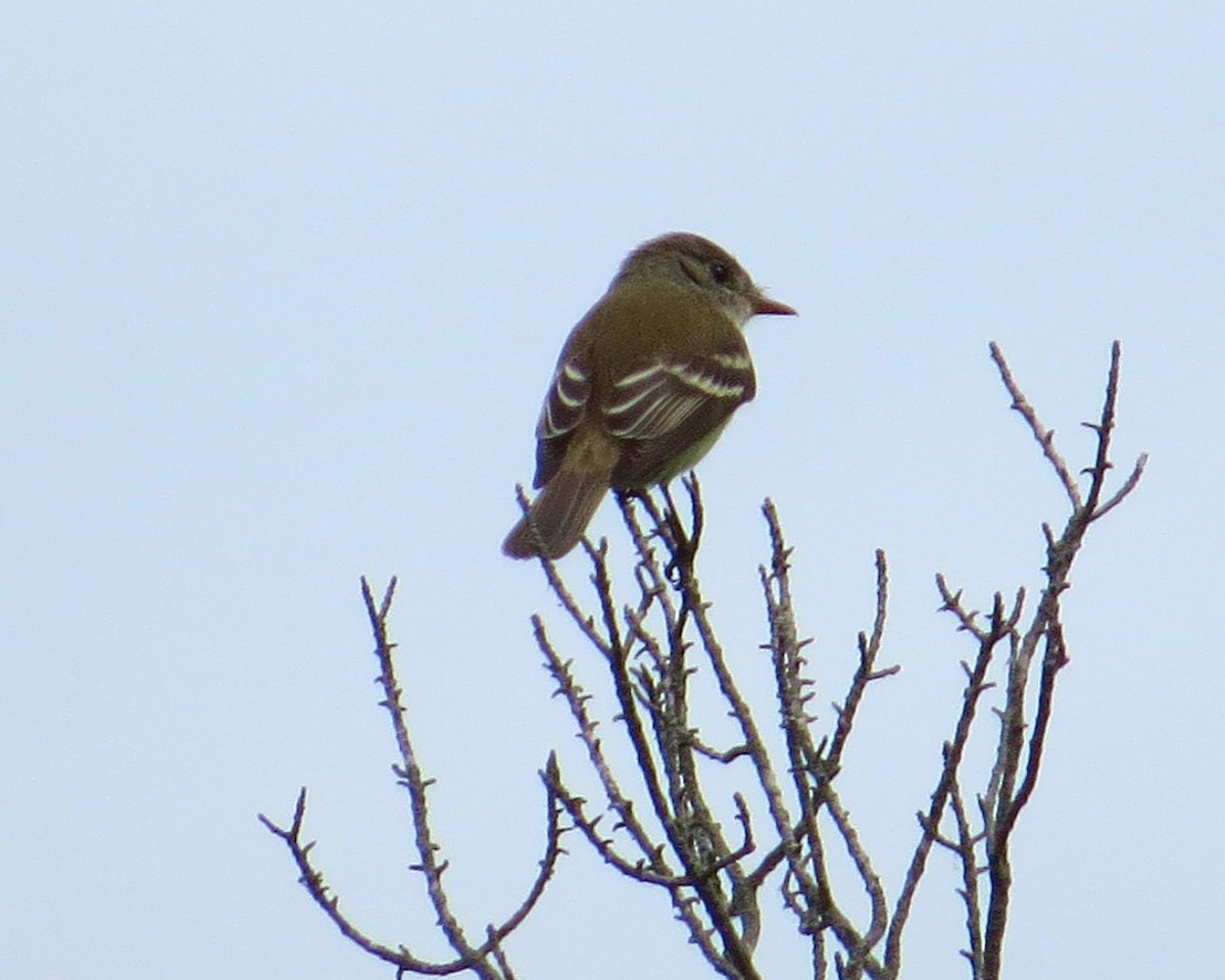 Willow Flycatcher - ML60589201