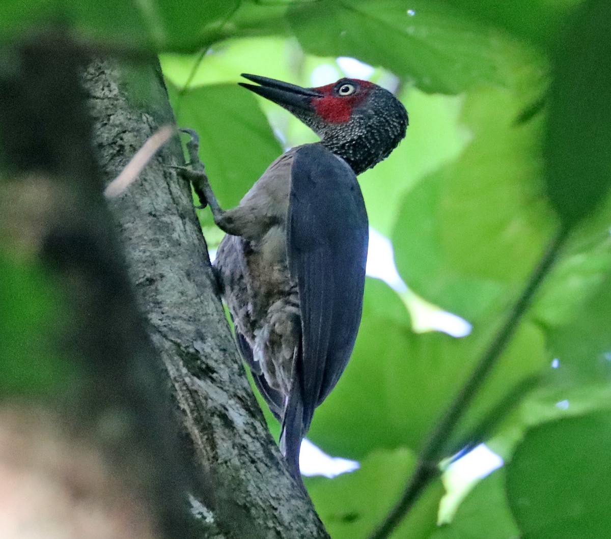 Ashy Woodpecker - ML605893271