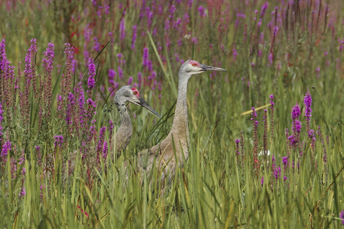 Sandhill Crane - Lyse Clermont