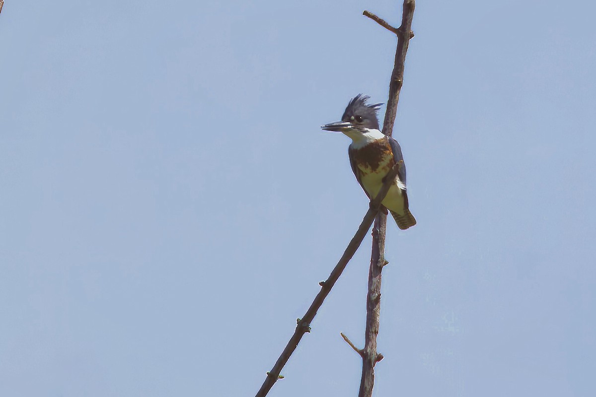 Belted Kingfisher - ML605894311