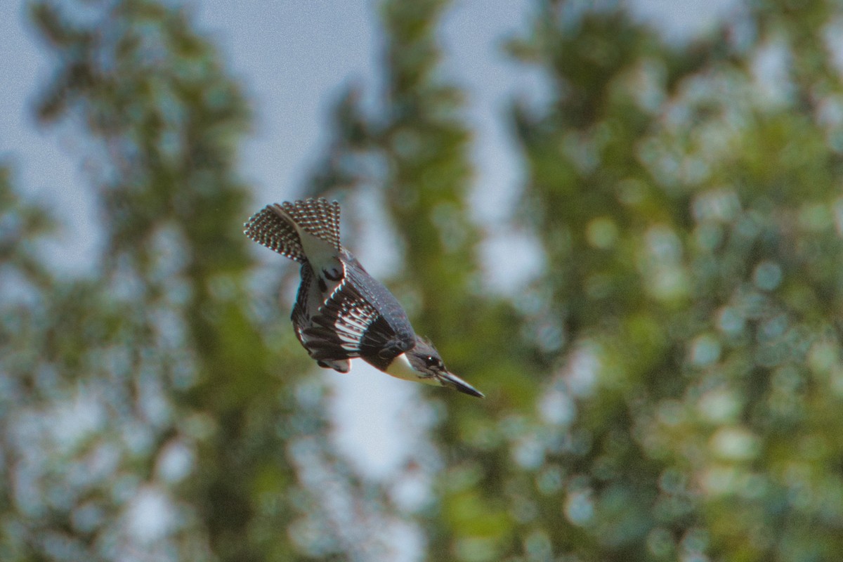 Belted Kingfisher - ML605894401