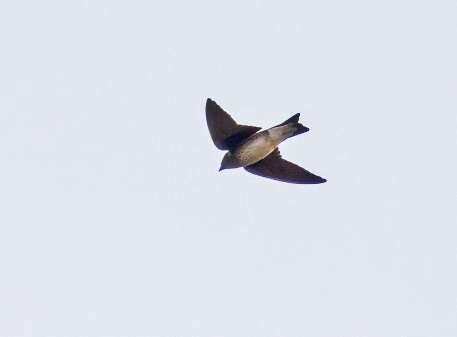 Golondrina Purpúrea - ML605895921