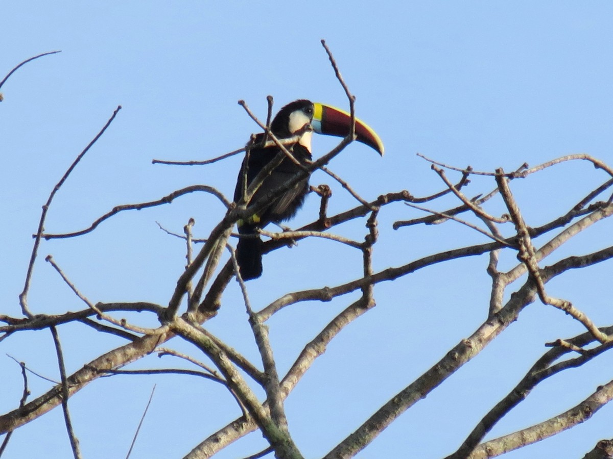 Toucan à bec rouge - ML605896101