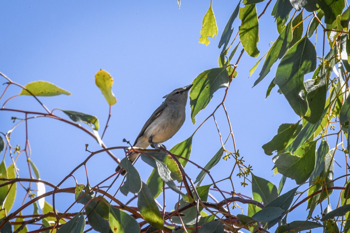 Western Gerygone - ML605896131