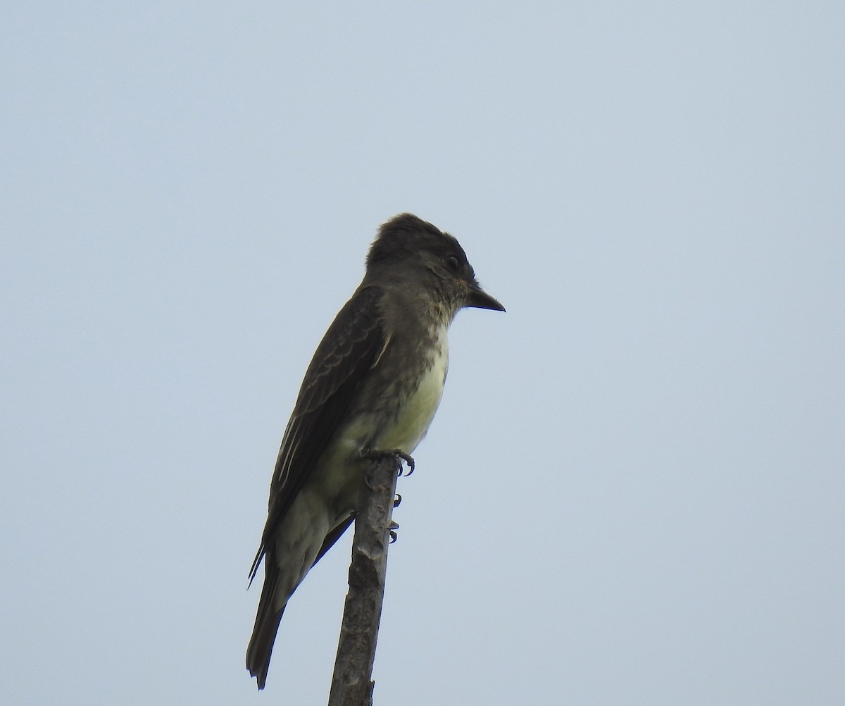 Olive-sided Flycatcher - ML605896171