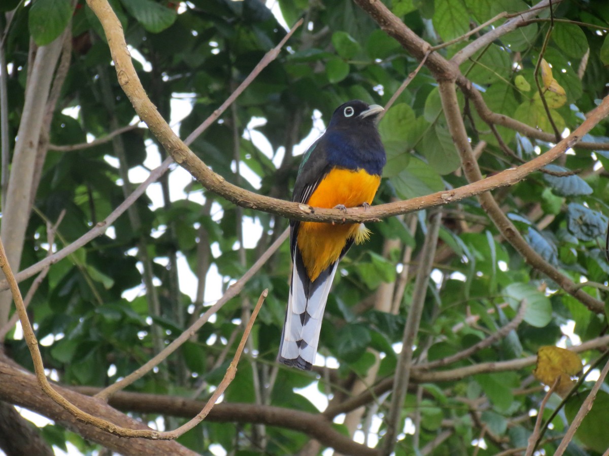 trogon zelenohřbetý - ML605896271