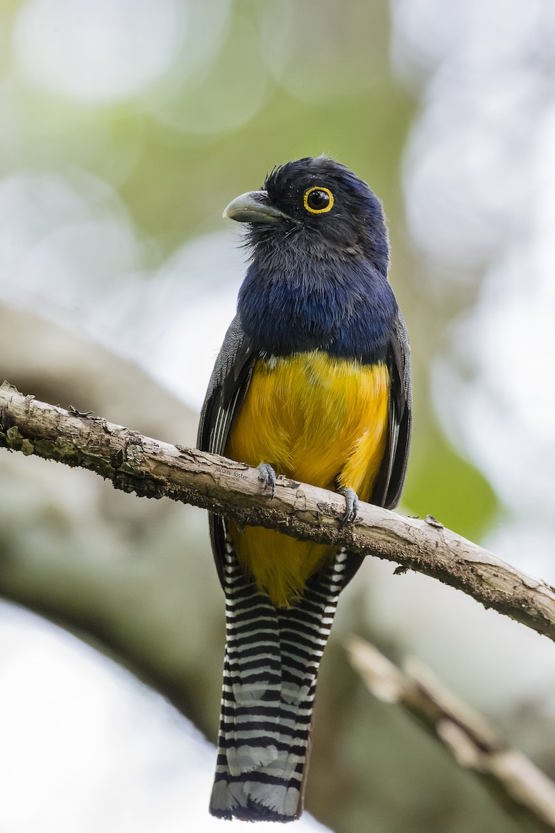 trogon guyanský - ML60589671