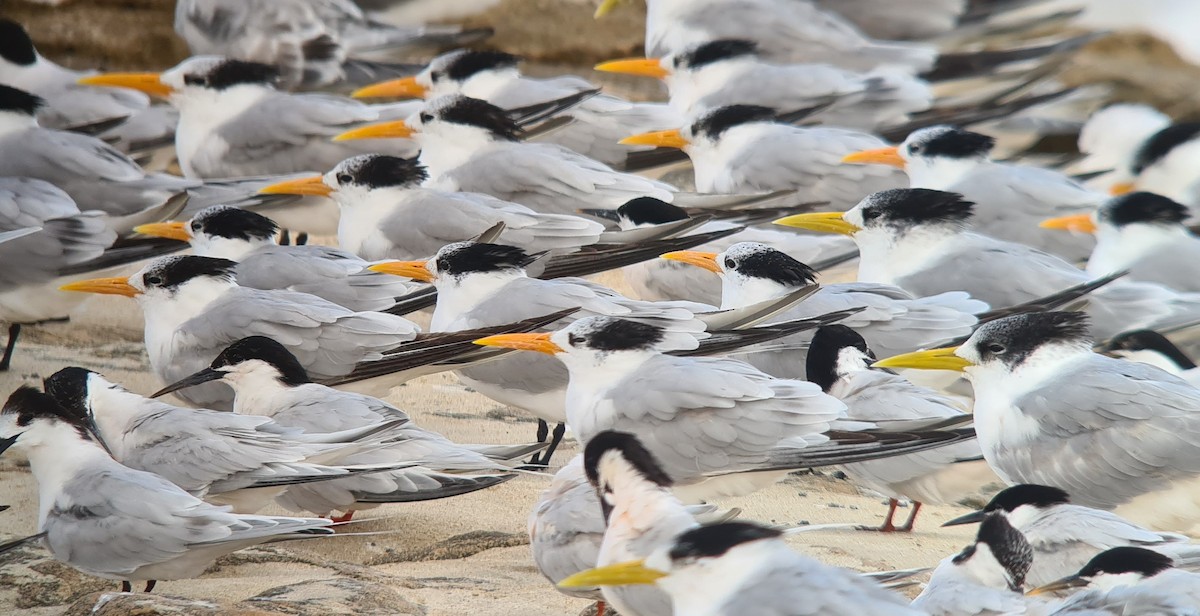 Lesser Crested Tern - Jeremy Lindsell