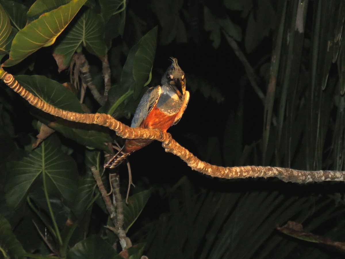 Ringed Kingfisher - Thore Noernberg