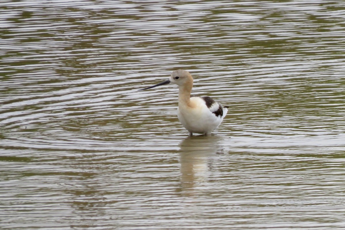 Avocette d'Amérique - ML605897001