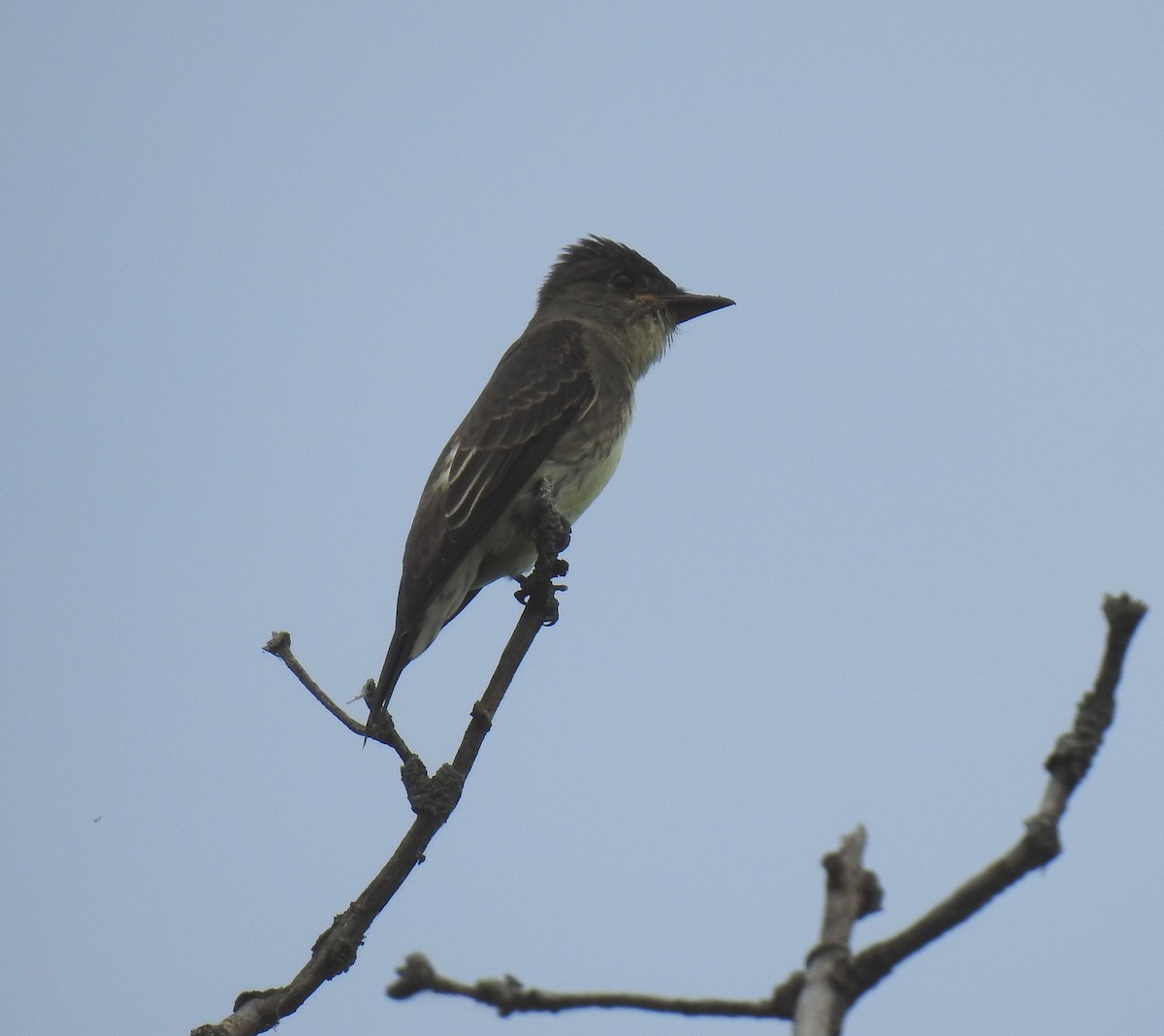 Olive-sided Flycatcher - ML605897581